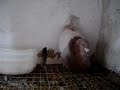 Gorgueros de pura raza, gorgueros, palomas,.