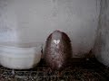 Gorgueros de pura raza, gorgueros, palomas,.