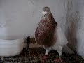 Gorgueros de pura raza, gorgueros, palomas,.