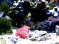 my saltwater tank