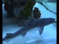 Shark Tale - assignment Simonson