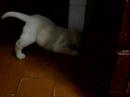 kiki peludo