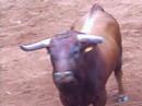 toros en la pobla tornesabulls in street la pobla-castellon-spain