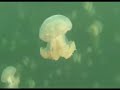 Palau - Jellyfish Lake
