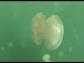 Palau - Jellyfish Lake