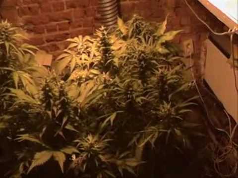 Hemp Cannabis sativa and indica 0 Hemp Cannabis sativa and indica