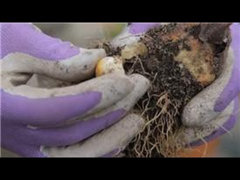 how to dig up and replant tulips
