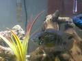 videos de My 55 gallon aquarium at last