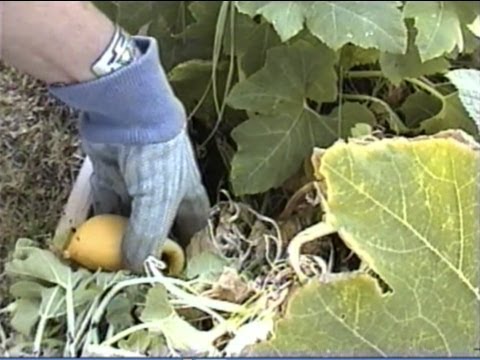 how to harvest watermelon seeds