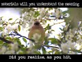 cedar waxwings eating flower petals set to original music inspired by 