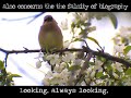 cedar waxwings eating flower petals set to original music inspired by 