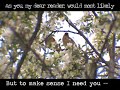 cedar waxwings eating flower petals set to original music inspired by 