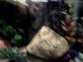 videos de Bubble's New Tank