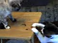 KIttens at play