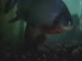 Piranha Feeding Piranha Feeding