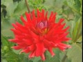 Dahlia Grower