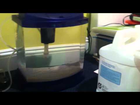 how to grow zooplankton