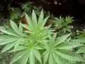 GROWING CANNIBAS
