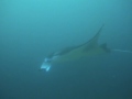 Hard Work Doing Nothing Under Ari Atoll