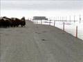 Two foot Musk Ox attacks Grizzly Bear.