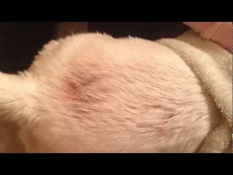 how to treat hotspots on dogs