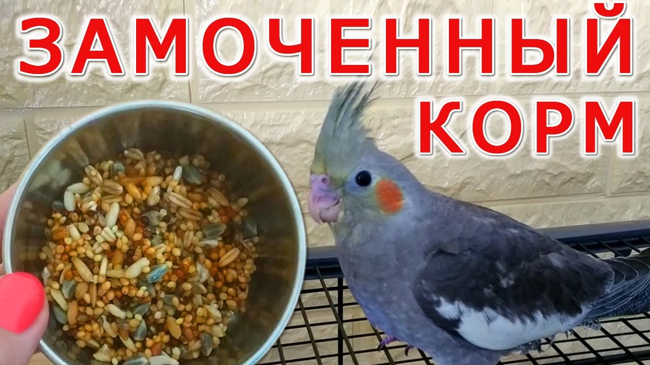 Как замочить корм для попугая🦜 Какой зерновой корм я покупаю