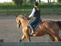 Dressage - Kor-i-noor part 1
