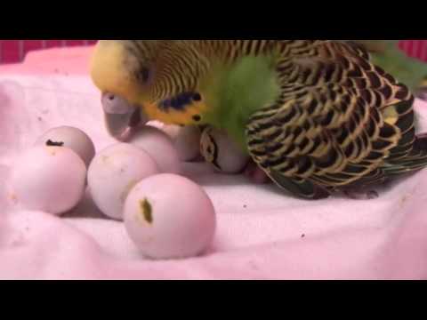 Periquitos Australianos - Mãe 'CEGA' Alimentando Filhote