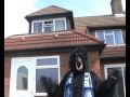wycombe fc vid blog v notts county last game of the season