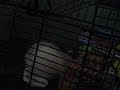 Ratcinette Ratcinette