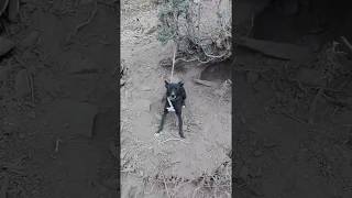 Funny dog with sexy girl Latest Funny 2016