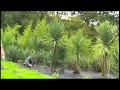 Cleaning up some Cordylines Cleaning up some Cordylines