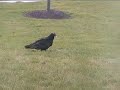 Turkey Vulture Cha Cha Cha Turkey Vulture Cha Cha Cha