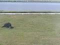 Turkey Vulture Cha Cha Cha