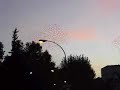 Estorni�os xuntan para marchar