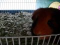 My new guinea pig