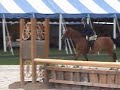 For Sale ASAP Selle Francais gelding Hunter Jumper Dressage