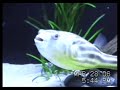 Fahaka Puffer Fish Vs. Crayfish Fahaka Puffer Fish Vs. Crayfish