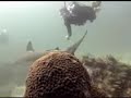 Nekton Pilot- Cay Sal Banks - sharks! Nekton Pilot- Cay Sal Banks - sharks!