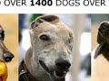 This tribute is a canine prayer For gentle Greyhounds everywhere Those cast aside, the waifs, the strays Who???ve not known love for all their days Those abused, abandoned too The beaten ??? still forever true The cowed, the lost, unwanted hounds A