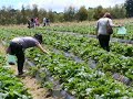 stroberi picking part 2 stroberi picking part 2