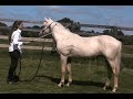 RS El Alcazaar Sales Video #2