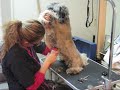 Asiel Zaandam Floffy (geplaatst)