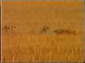 Hunting rabbits with dogs
