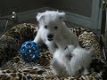6 weeks old West Highland White Terriers