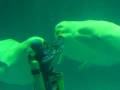 videos de Beluga Whales Aquas Aquarium, Hamada Japan