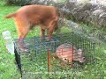 A good turn to animals / Dobrý skutok pre zvieratá