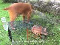 A good turn to animals / Dobrý skutok pre zvieratá