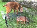 A good turn to animals / Dobrý skutok pre zvieratá