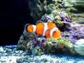 Clown Fish Clown Fish